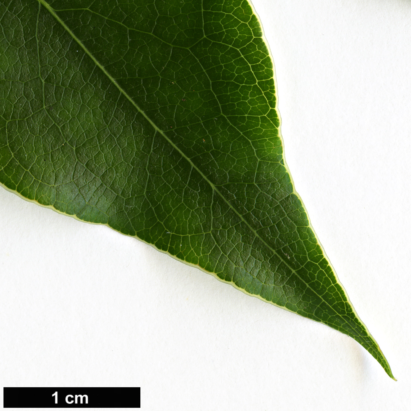 High resolution image: Family: Pittosporaceae - Genus: Pittosporum - Taxon: crispulum High resolution image: Family: Pittosporaceae - Genus: Pittosporum - Taxon: crispulum